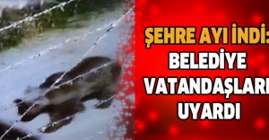 Şehre ayı indi: Belediye vatandaşları uyardı