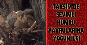 Taksim’de sevimli kumru yavrularına yoğun ilgi