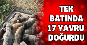 Tek batında 17 yavru doğurdu