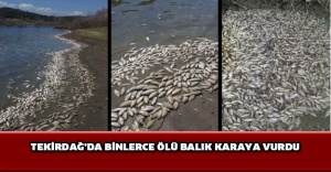 Tekirdağ’da binlerce ölü balık karaya vurdu