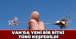 Van’da yeni bir bitki türü keşfedildi