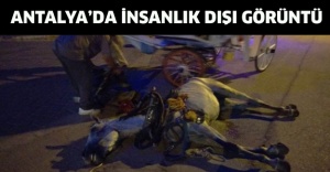 Antalya’da insanlık dışı görüntü