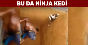 Bu da ninja kedi