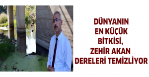 Dünyanın en küçük bitkisi, zehir akan dereleri temizliyor