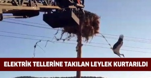 Elektrik tellerine takılan leylek kurtarıldı