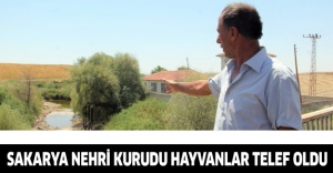 Sakarya Nehri kurudu hayvanlar telef oldu