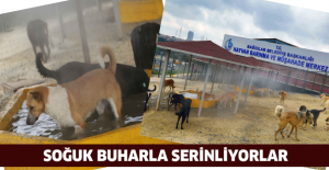 Soğuk buharla serinliyorlar