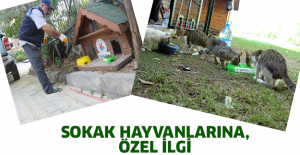 Sokak hayvanlarına özel ilgi