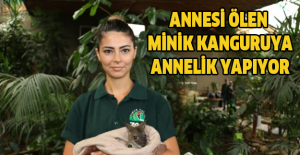 Annesi ölen minik kanguruya annelik yapıyor