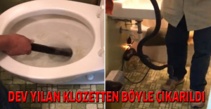 Dev yılan klozetten böyle çıkarıldı