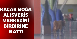 Kaçak boğa alışveriş merkezini birbirine kattı