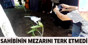 Sahibinin mezarını terk etmedi