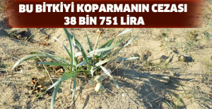 Bu bitkiyi koparmanın cezası 38 bin 751 lira