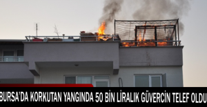Bursa’da korkutan yangında 50 bin liralık güvercin telef oldu