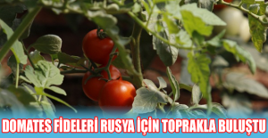 Domates fideleri Rusya için toprakla buluştu
