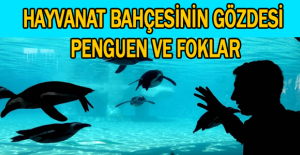 Hayvanat bahçesinin gözdesi penguen ve foklar