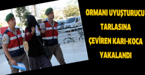 Ormanı uyuşturucu tarlasına çeviren karı-koca yakalandı