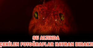Su altında çekilen fotoğraflar hayran bıraktı
