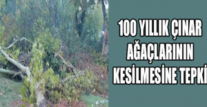 100 yıllık çınar ağaçlarının kesilmesine tepki