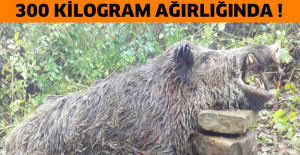 300 kilogram ağırlığında !