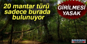 Girilmesi yasak: 20 mantar türü sadece burada bulunuyor