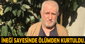 İneği sayesinde ölümden kurtuldu