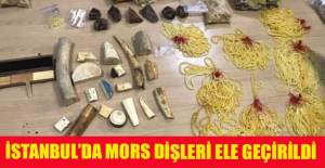 İstanbul’da mors dişleri ele geçirildi