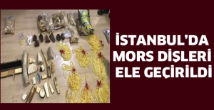 İstanbul’da mors dişleri ele geçirildi