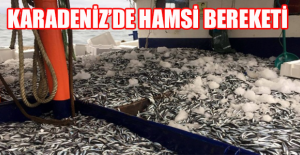 Karadeniz’de hamsi bereketi