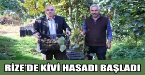 Rize’de kivi hasadı başladı