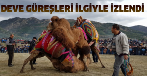 Deve güreşleri ilgiyle izlendi