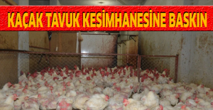 Kaçak tavuk kesimhanesine baskın