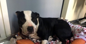 Köpeğine saldıran pitbull’u bıçakladı