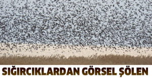 Sığırcıklardan görsel şölen