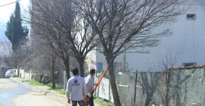 Kartal’da 15 bin ağaç budanıyor