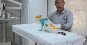 Kediden Çıkan Timör Hayrete Düşürdü