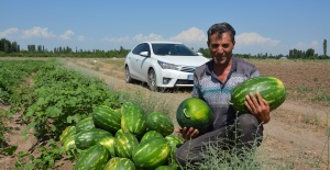 ÖRNEK ÇİFTÇİ  ALİCAN AKÇAN’IN  ORGANİK KARPUZLARI 20 GÜN ÖNCEDEN PİYASADA