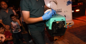 Esenyurt’ta kedi operasyonu
