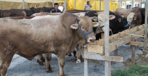 ‘Sineksavarlı’ Önlem