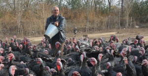 Emekli öğretmen Kurduğu Çiftlikte Organik Hindi Yetiştiriyor