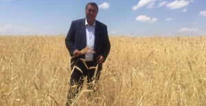 Gürer: Buğdayda “yel vurgunu” çiftçiyi perişan etti
