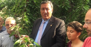 Kiraz Üreticisinin Kaderi Tüccara Emanet