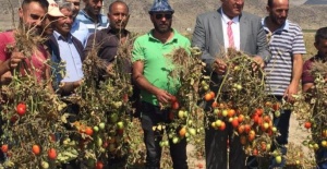 Gürer, “Tarlada kalan domates, markette 6 liraya dayandı”