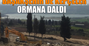 Başakşehir’de Kepçeler Ormana Daldı
