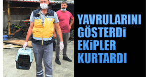 Anne Kedi, Yangında Mahsur Kalan Yavrularını Gösterdi Ekipler Kurtardı