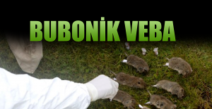 Çin'de koronadan sonra "bubonik veba"