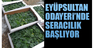Eyüpsultan Odayeri’nde Seracılık Başlıyor