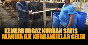 Kemerburgaz Kurban Satış Alanına İlk Kurbanlıklar Geldi