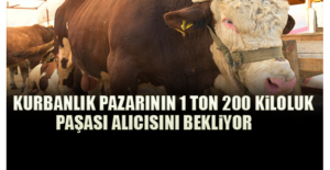 Kurbanlık Pazarının 1 Ton 200 Kiloluk Paşası Alıcısını Bekliyor