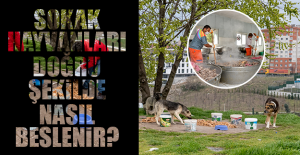 Sokak Hayvanları Doğru Şekilde Nasıl Beslenir?